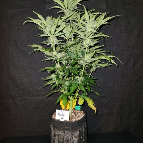 LPC "A" growlog timeline photo