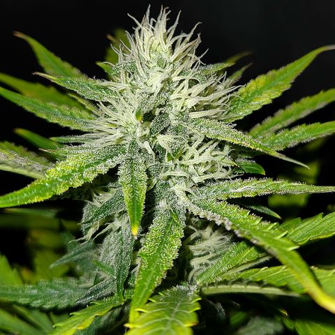 LPC "A" growlog timeline photo