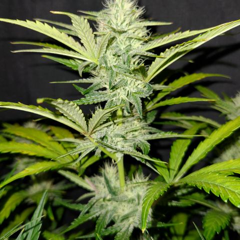 LPC "A" growlog timeline photo