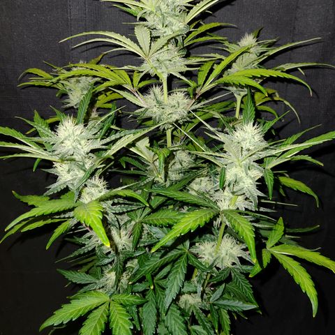LPC "A" growlog timeline photo