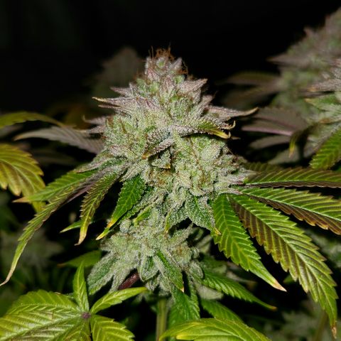 Pauly Walnuts  growlog timeline photo