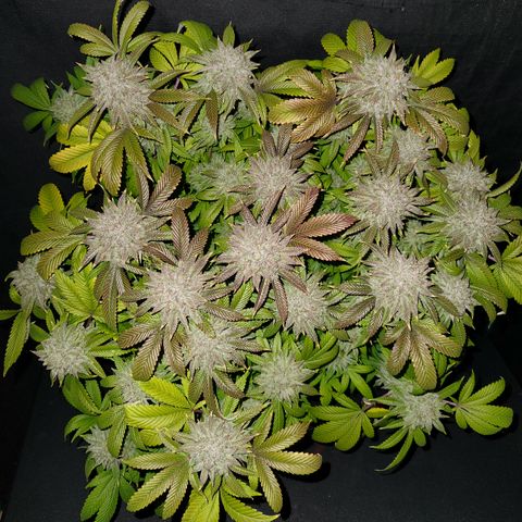 Pauly Walnuts  growlog timeline photo