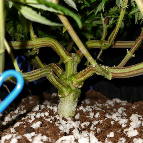 Pauly Walnuts  growlog timeline photo