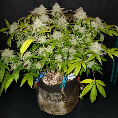 Pauly Walnuts  growlog timeline photo