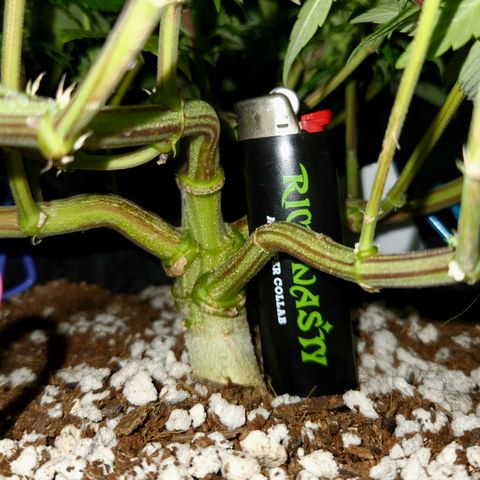 Pauly Walnuts  growlog timeline photo