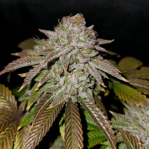Pauly Walnuts  growlog timeline photo