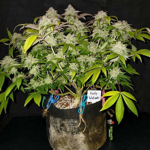Pauly Walnuts  growlog timeline photo