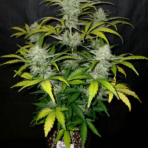 LPC "A" growlog timeline photo