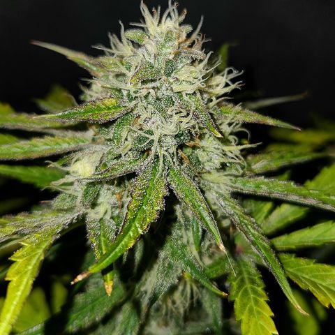 LPC "A" growlog timeline photo