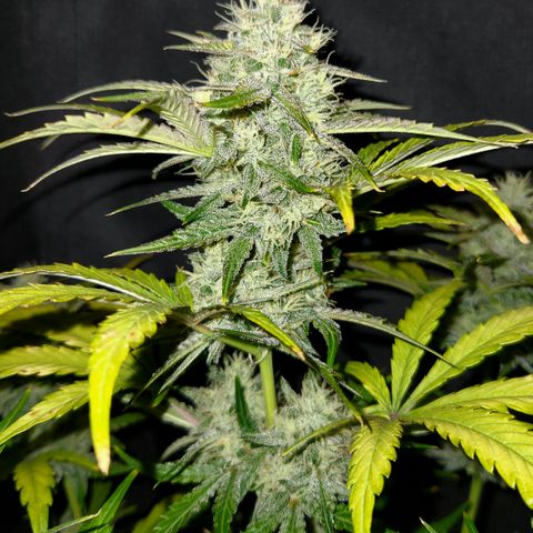 LPC "A" growlog timeline photo