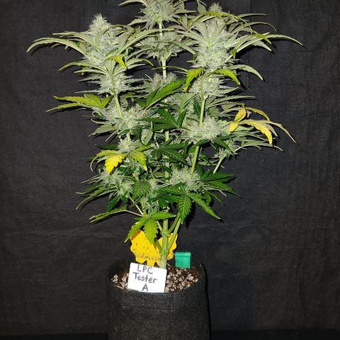 LPC "A" growlog timeline photo
