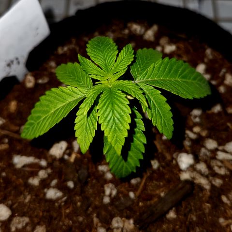 Cap Junky S1  growlog timeline photo