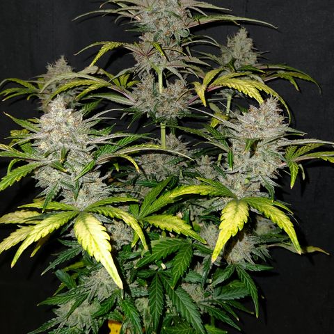 LPC "A" growlog timeline photo