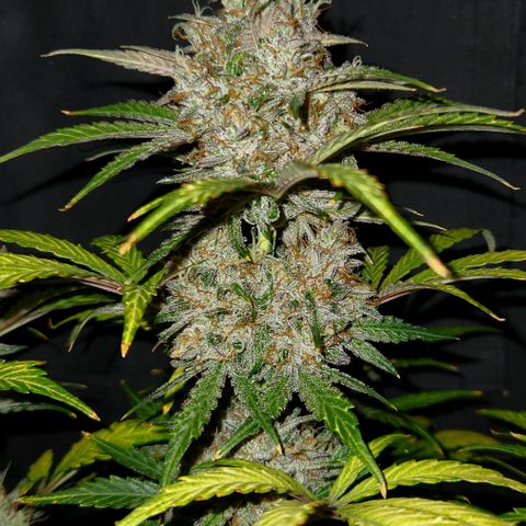 LPC "A" growlog timeline photo
