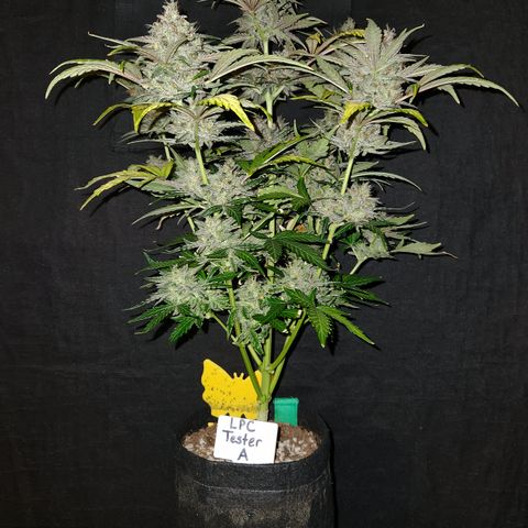 LPC "A" growlog timeline photo