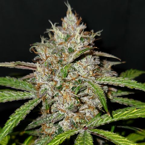 LPC "A" growlog timeline photo
