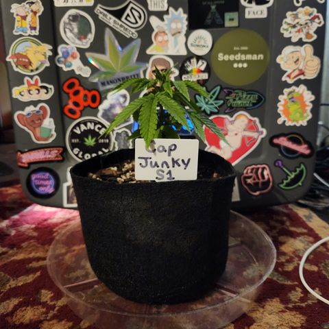 Cap Junky S1  growlog timeline photo