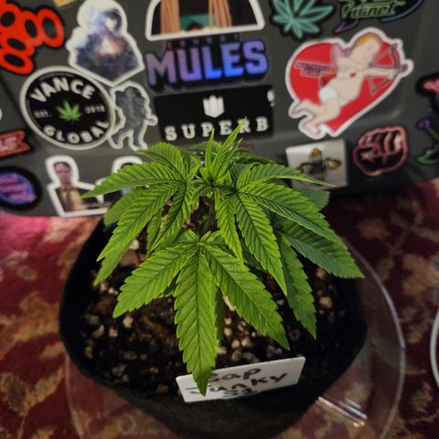 Cap Junky S1  growlog timeline photo