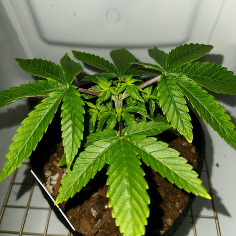 Cap Junky S1  growlog timeline photo