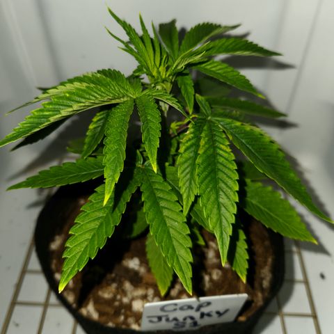 Cap Junky S1  growlog timeline photo