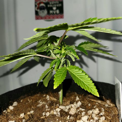 Cap Junky S1  growlog timeline photo