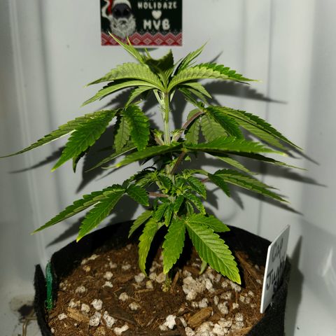 Cap Junky S1  growlog timeline photo