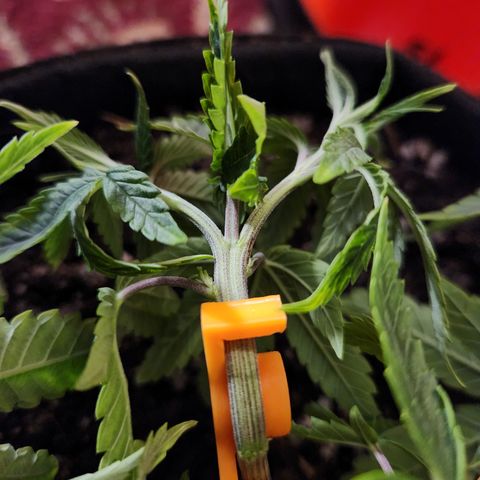 Cap Junky S1  growlog timeline photo