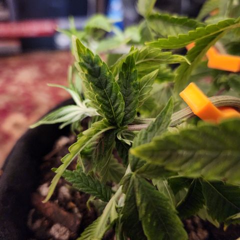 Cap Junky S1  growlog timeline photo