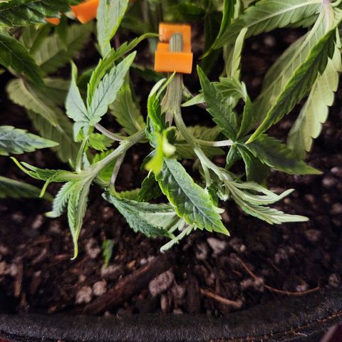 Cap Junky S1  growlog timeline photo