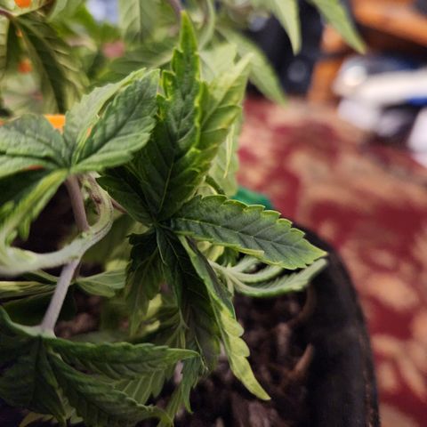 Cap Junky S1  growlog timeline photo
