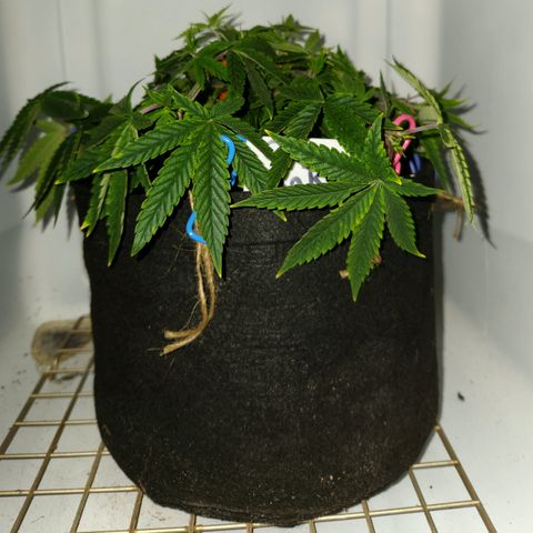 Cap Junky S1  growlog timeline photo
