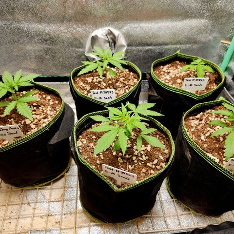 Fog Dog Auto growlog timeline photo
