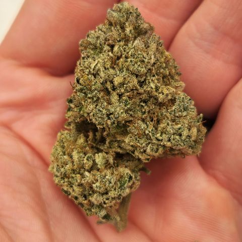 Pauly Walnuts  growlog timeline photo