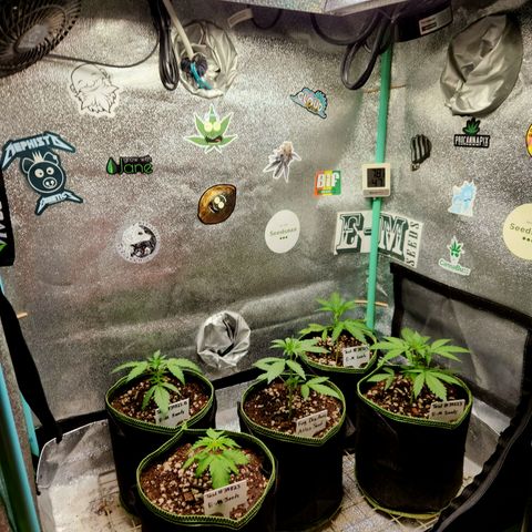 Fog Dog Auto growlog timeline photo