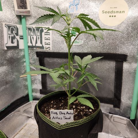 Fog Dog Auto growlog timeline photo