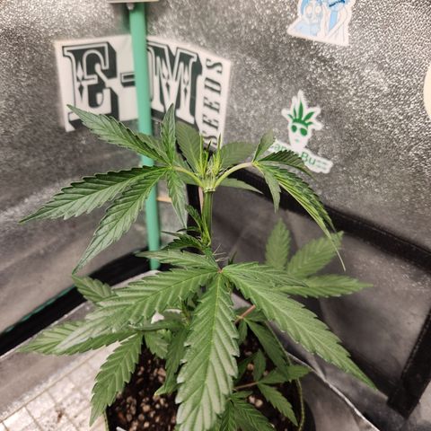 Fog Dog Auto growlog timeline photo