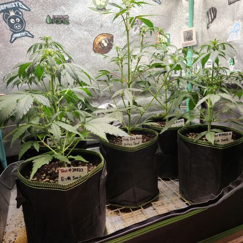 Fog Dog Auto growlog timeline photo