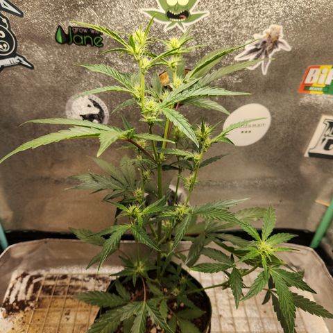 Fog Dog Auto growlog timeline photo