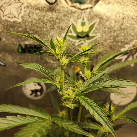 Fog Dog Auto growlog timeline photo