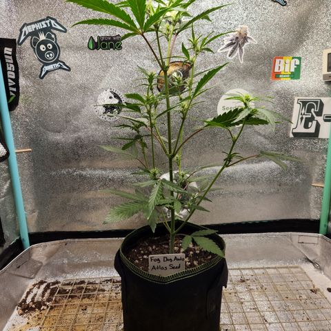 Fog Dog Auto growlog timeline photo
