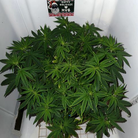 Cap Junky S1  growlog timeline photo