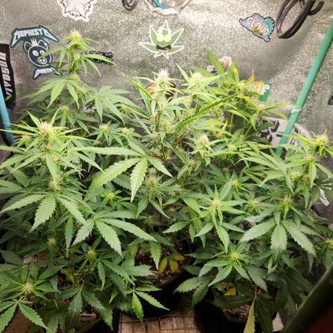 Fog Dog Auto growlog timeline photo