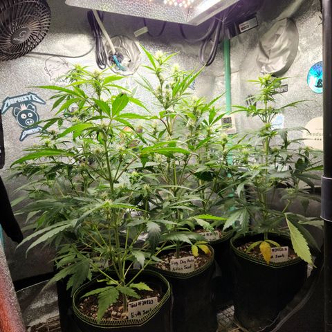 Fog Dog Auto growlog timeline photo