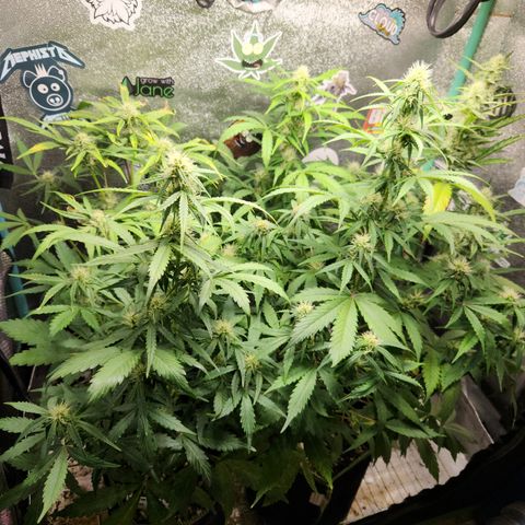Fog Dog Auto growlog timeline photo