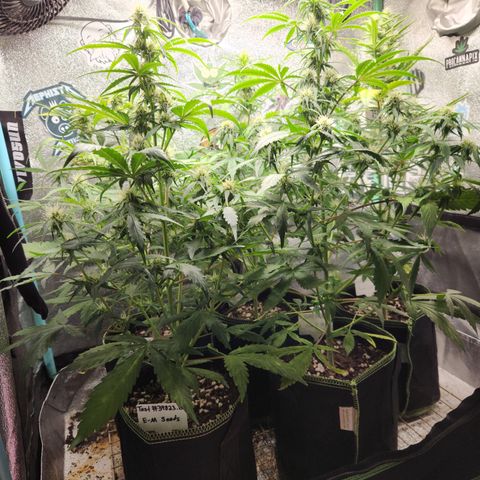 Fog Dog Auto growlog timeline photo