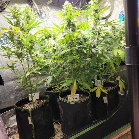 Fog Dog Auto growlog timeline photo