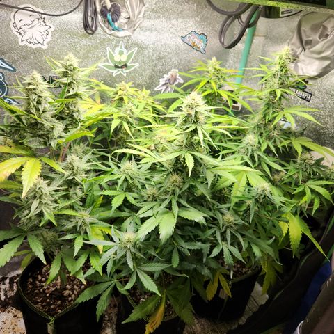 Fog Dog Auto growlog timeline photo