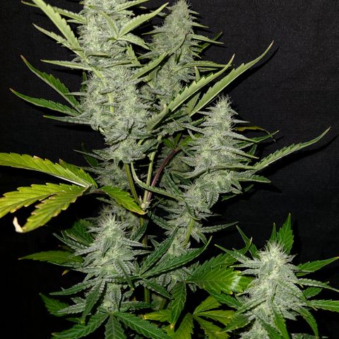Fog Dog Auto growlog timeline photo
