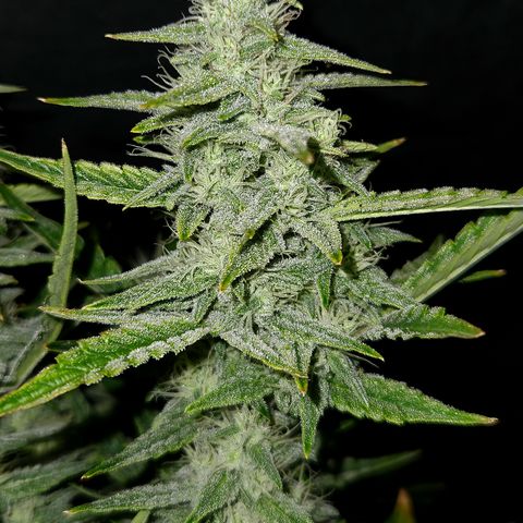 Fog Dog Auto growlog timeline photo