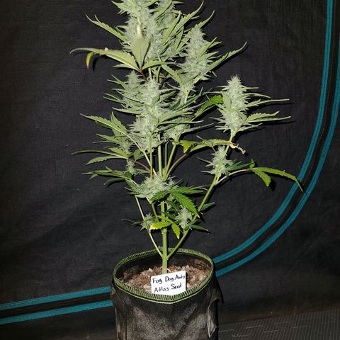 Fog Dog Auto growlog timeline photo